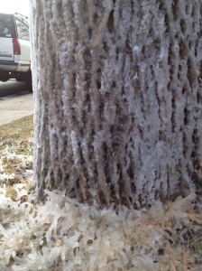 This is after 2 days of sunlight hitting this tree to melt the ice...